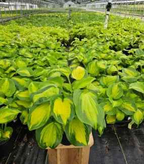 Enchiladas Hosta